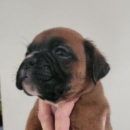 Boxer Puppies from Coast to Coast Boxers