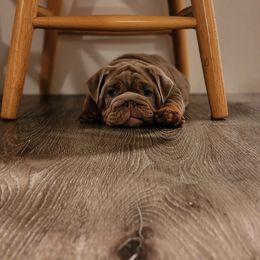 Bulldog Puppies from Velvet-Line-Bulldogs