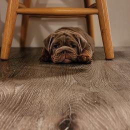 Bulldog Puppies from Velvet-Line-Bulldogs