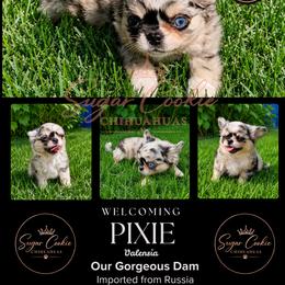 Chihuahua Puppies from Sugar Cookie Chihuahuas