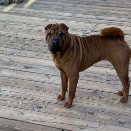 Jackie - Red female Chinese Shar-Pei puppy in Phoenix, Arizona from Center Stage Shar-pei