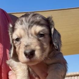 Nicholas - Dapple male Dachshund puppy in Vero Beach, Florida from Joseph’s Dachshunds