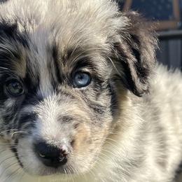 Boy 2 - Australian Shepherd puppy in Perkasie, Pennsylvania from Kid’s Kingdom Australian Shepherds