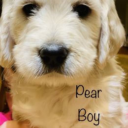 Cavapoo, Goldendoodle, and Poodle Puppies from Alpine Poodle and Doodle