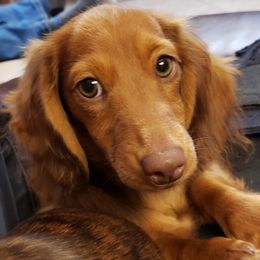 Rosie - Dachshund