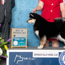 Finnish Lapphunds from Curticey Finnish Lapphunds