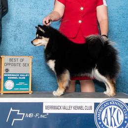 Finnish Lapphunds from Curticey Finnish Lapphunds