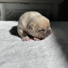 Royal Duke - Blue fawn male French Bulldog puppy in Conroe, Texas from Haynes French Bulldogs