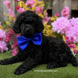 Boy Blue Collar - Black male Poodle puppy in Niagara Falls, New York from Bijou Poodles
