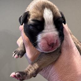 Truman - Fawn male Boxer puppy in Madras, Oregon from BnT Boxers