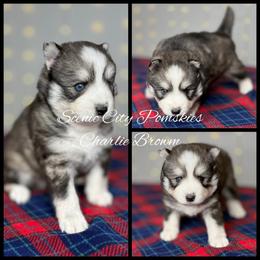 Charlie Brown - Black and white male Pomsky puppy in Rossville, Georgia from Scenic City Pomskies