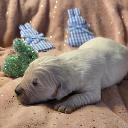 Sunday boy 3 - Light golden male Golden Retriever puppy in Niles, Michigan from Family Raised Goldens