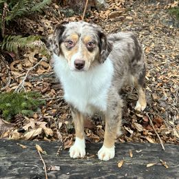 Dottiie - Miniature American Shepherd