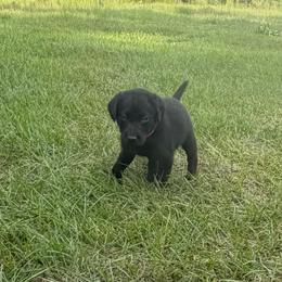 Ash - Black male Labrador Retriever puppy in Carriere, Mississippi from Cajun Water Retrievers