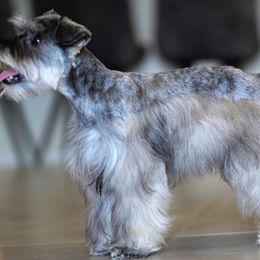 Miniature Schnauzers from Valley_Schnauzer