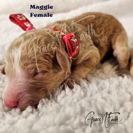 Maggie - Red female Labradoodle puppy in Peyton, Colorado from Grace N Faith Doodles