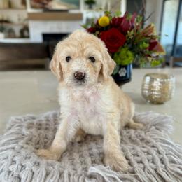 Brown Collar - Fawn and white male Sheepadoodle puppy in Indiahoma, Oklahoma from Farm Fresh Doodles