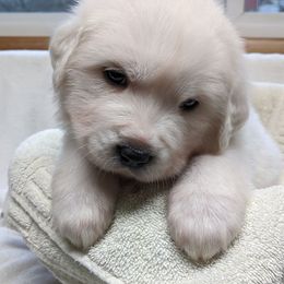 Great Pyrenees Puppies from Duck Creek Poultry Place