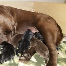 Labrador Retriever Puppies from Cove Labradors