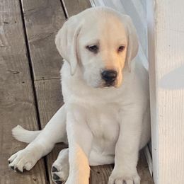 Yuki - Labrador Retriever