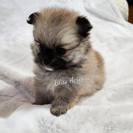 Amelia - Red sable female Pomeranian puppy in Ponca City, Oklahoma from Bliss Acres Farm