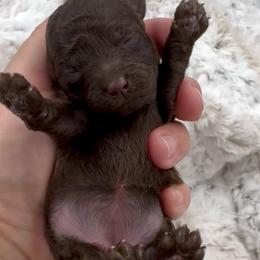 Cinnamon - Chocolate female Cavapoo puppy in Van Alstyne, Texas from Home Grown Puppies