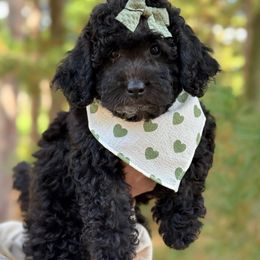 Black Girl - Black female Goldendoodle puppy in Toledo, Ohio from Avery Doodle Day LLC