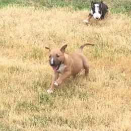 Miniature Bull Terrier Puppies from Spitfire Miniature Bull Terriers