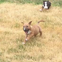 Miniature Bull Terrier Puppies from Spitfire Miniature Bull Terriers