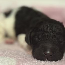 Poodles from Murphy’s Poodles
