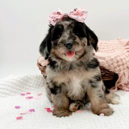 Bonnie - Merle female Bernedoodle puppy in Statesville, North Carolina from Doodle Babies