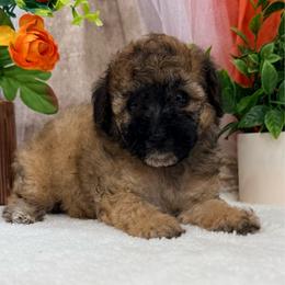 Jacque - Sable male Poodle puppy in West Plains, Missouri from Suncreek Puppies