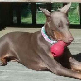 Doberman Pinschers from Kris's Dobermans