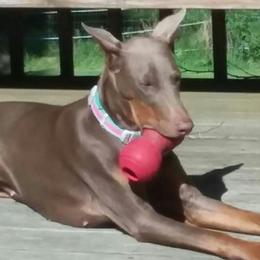 Doberman Pinschers from Kris's Dobermans