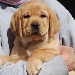 Labrador Retrievers from Ledge Hill Labradors