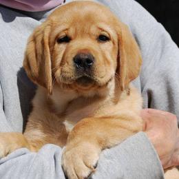 Labrador Retrievers from Ledge Hill Labradors