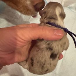 Hazel - Red merle female Australian Shepherd puppy in Columbia Falls, Montana from Firefly Horse Co Wellness Retreat Center