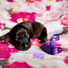Dachshund Puppies from Royal Bloodline Canines