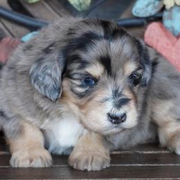 Boy 1 - Blue merle male Aussiedoodle puppy in Lawton, Oklahoma from Lindsey’s Aussies