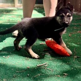 Maddie - Black and tan female German Shepherd puppy in Yuba City, California from Barton’s German Shepherds