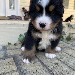 Butterball - Black rust and white male Bernese Mountain Dog puppy in Fountain, North Carolina from Stargirl Bernese Mountain Dogs