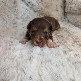 Apollo - Red tri male Miniature Australian Shepherd puppy in Bend, Oregon from Wonderland Aussies