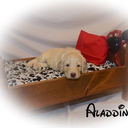 Goldendoodle Puppies from Tbear's Doodles
