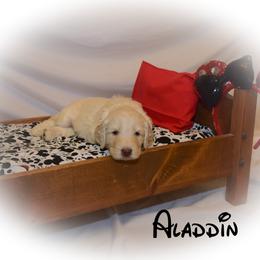 Goldendoodle Puppies from Tbear's Doodles
