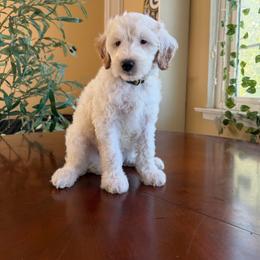 Kathani - Parti female Goldendoodle puppy in Barstow, California from Golden Desert Doodles