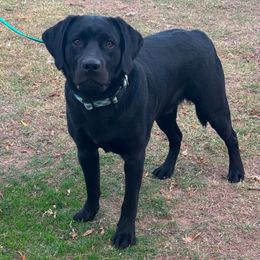 Oliver (Mr black) - Black Labrador Retriever puppy in Gerber, California from In The Zone Dog Training and Breeding