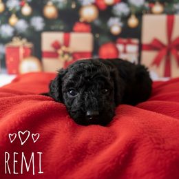 Remi - Black male Cavapoo puppy in Warrensburg, Missouri from Supreme Doodles