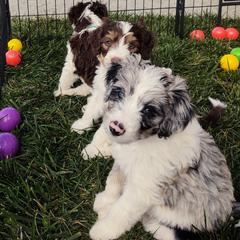 Bordoodle Puppies from Brisby Bordoodles