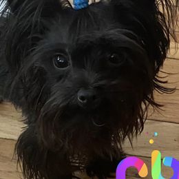 Yorkshire Terriers from Rainbow Bliss Yorkies