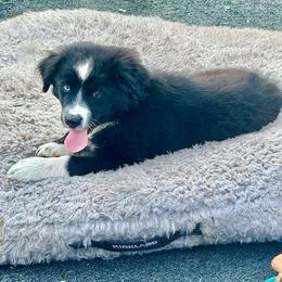 Black female Dixie - Black & white female Miniature Australian Shepherd puppy in Lemon Cove, California from Magic Ranch Mini Aussies